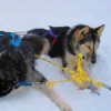 muede Schlittenhunde
