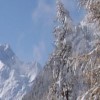 schneebaum