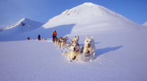 Schlittenhundetouren
