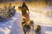 Safari en tra�neau � chiens