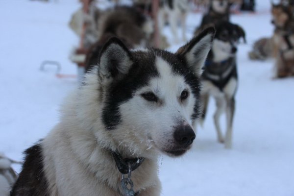 Der prüfende Blick | &copy;&nbsp;Hotel Korpikartano