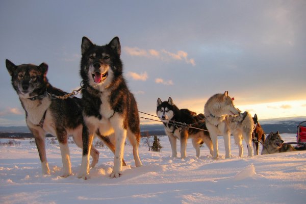 Huskyteam in der Abendsonne Schwedens | © Stonecreek