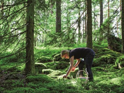 La cueillette des baies !