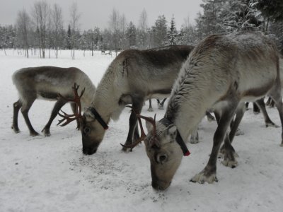 Rentiere: das Wappentier Lapplands