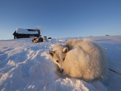 Auch Schlittenhunde brauch ab und zu eine Pause