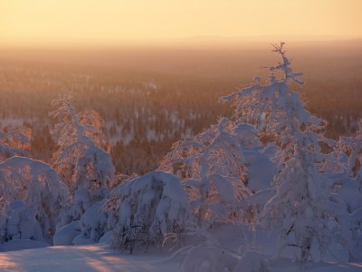 Coucher de soleil sur les sapins enneigés 