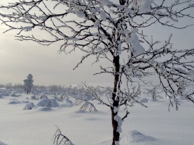 Découvrir la nature en motoneige