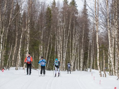 Bosco di betulle vicino a Levi