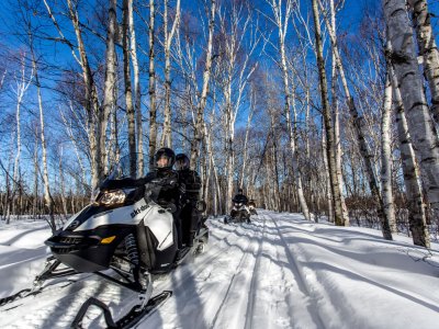 Dans les célèbres forêts de bouleaux