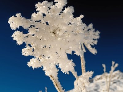 Meisterwurz in winter plumage