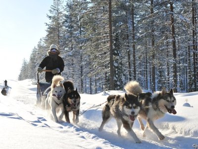Attelage de chiens en pleine vitesse !