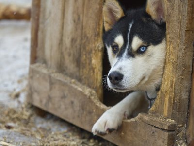 C'est l'heure de la promenade?