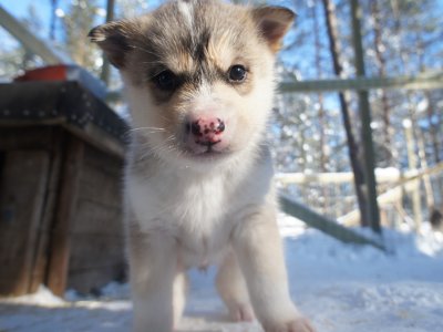 Trop mignon les petits !