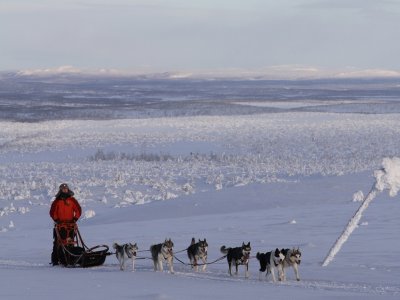 Huskies lieben Freiheit