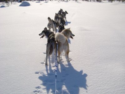 Première trace par les huskies