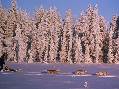 Liberté et nature dans le parc national de Pallas-Ylläs