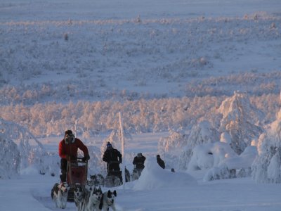 Huskyschlitten im finnischen Abendlicht