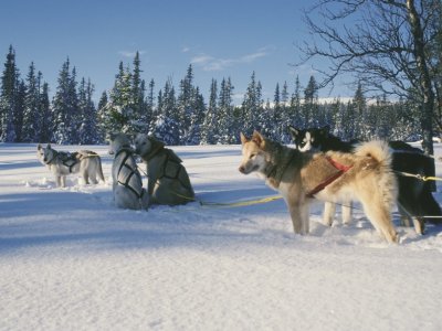 Gleich gehts weiter im Huskyparadies