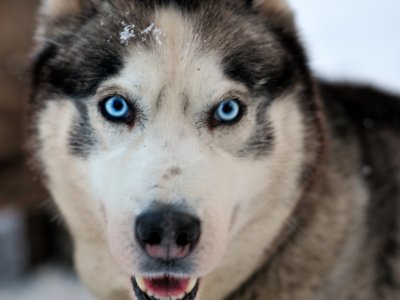 Les yeux d'un bleu perçant