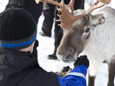 Les rennes mangent dans votre main