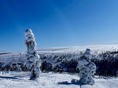 Les arbres candélabres dit 