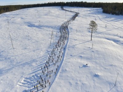 Il serpente della Vasa 