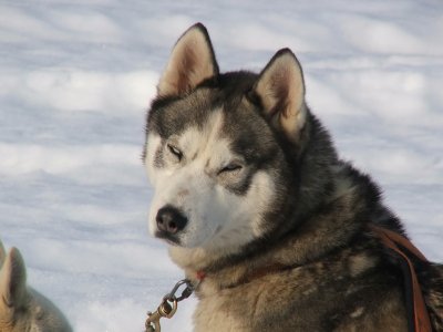 Che caro questo husky