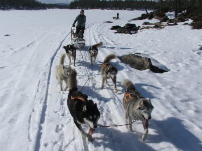 A grande velocità con i cani