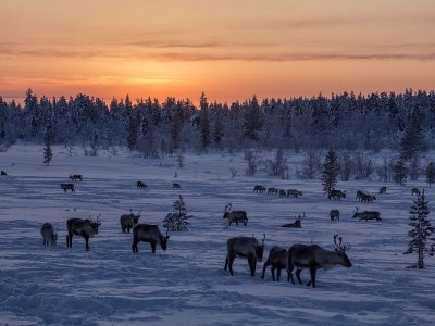 Rentiere in Finnland