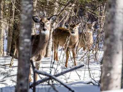 La faune locale vous observe