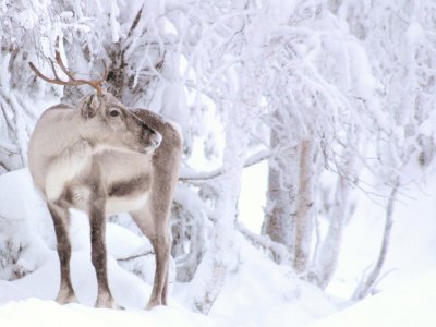 Le renne est l'animal d'honneur de la Laponie !