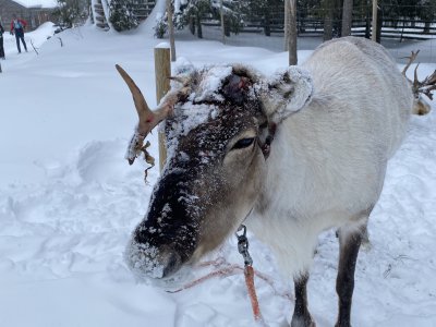 Reindeer - constant companions in Lapland