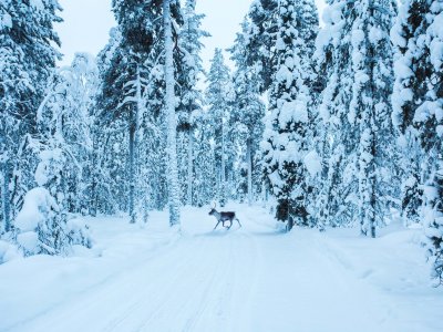 Le renne che rovinano le tracce...
