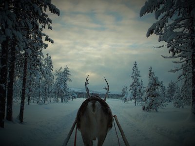 Pas de Laponie sans une excursion en rennes !
