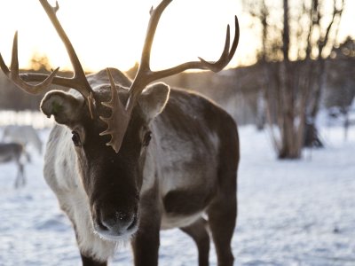 Le renne, tipiche della Lapponia