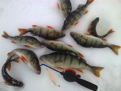 Pêche blanche à travers la glace