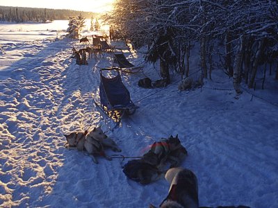 Une halte à l'ombre des sapins