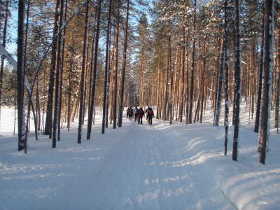 Attraverso la foresta di betulle
