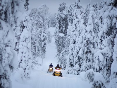 Sillonner à travers les arbres candélabres !