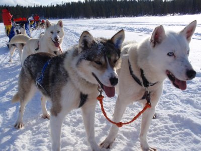 L'impatience des chiens avant le départ