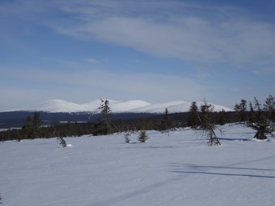 Wie weisse Wattebausche...