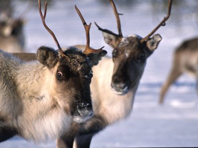 Les rennes, paisibles ainmaux