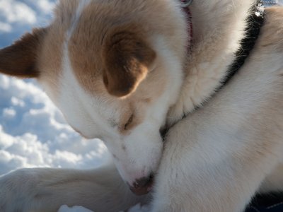 Auch Pausen für die Huskies müssen sein