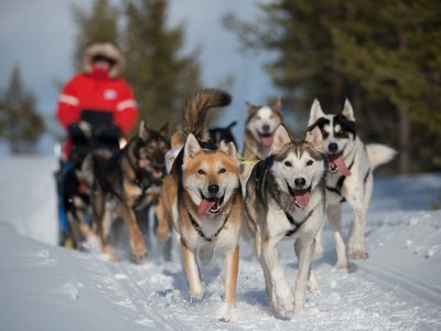 La joie des chiens de faire plaisir !