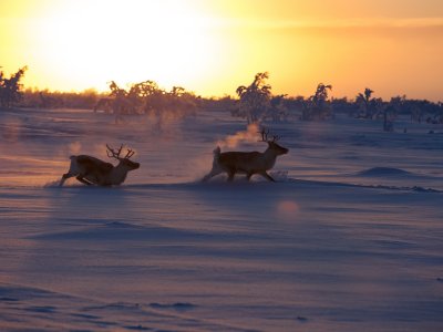 Le renne non possono mai mancare in Finlandia