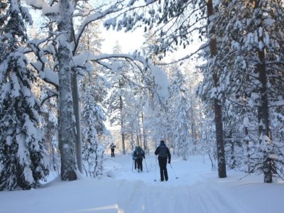 Attraverso foreste di abete rosso