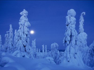 Les arbres emprisonnés dans la glace dans la nuit arctique