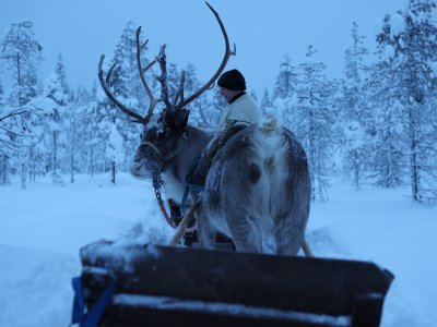 Sortie en traîneau à rennes !