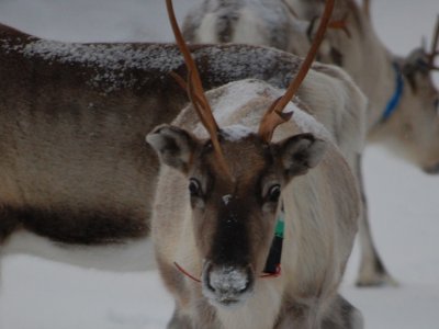 Le renne est l'animal d'honneur de la Laponie !