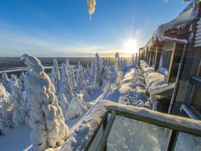 Vue sur les arbres enneigés